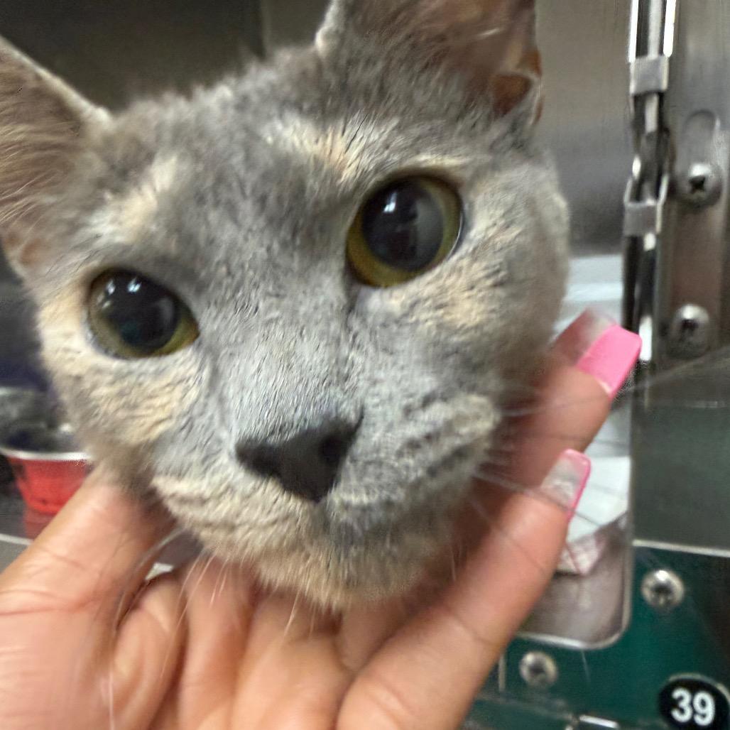 Paisley — thumbnail 4