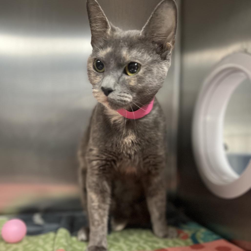 Paisley — thumbnail 5