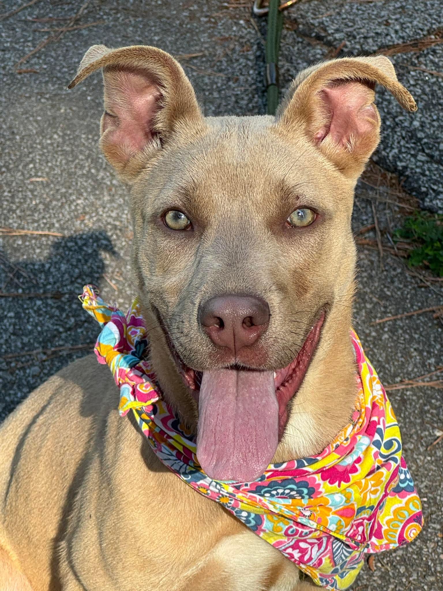 Jazzy, ADOPTABLE, Young Female Mixed Breed.