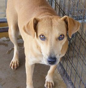 Enlarge Camry, a Adoptable mixed breed in Floresville, TX image 1/1