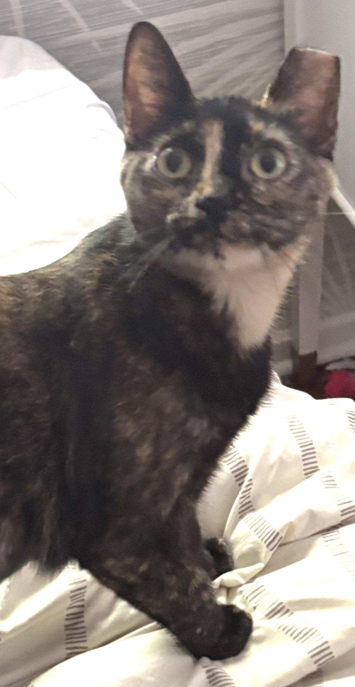 Mugsy, Adoptable, Young Female Domestic Short Hair.