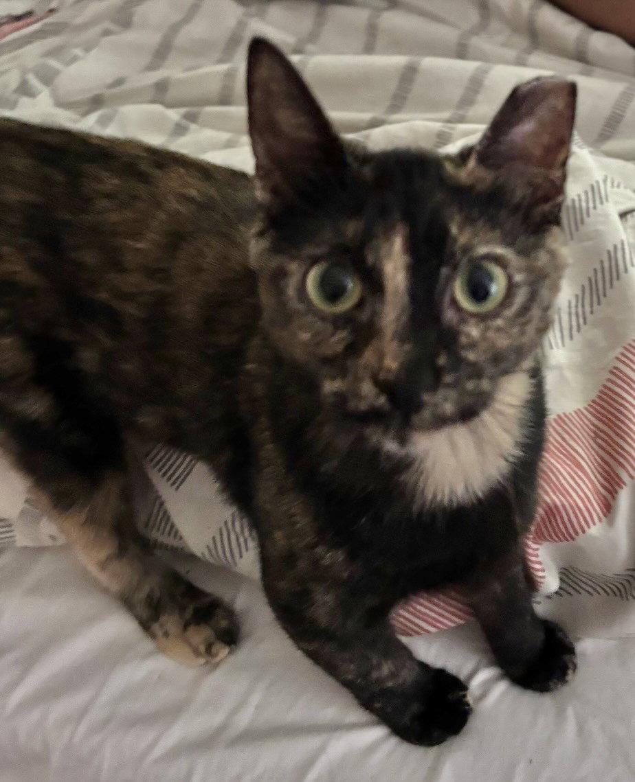 Enlarge Mugsy, a Adoptable Domestic Short Hair in Shawnee, KS image 2/3