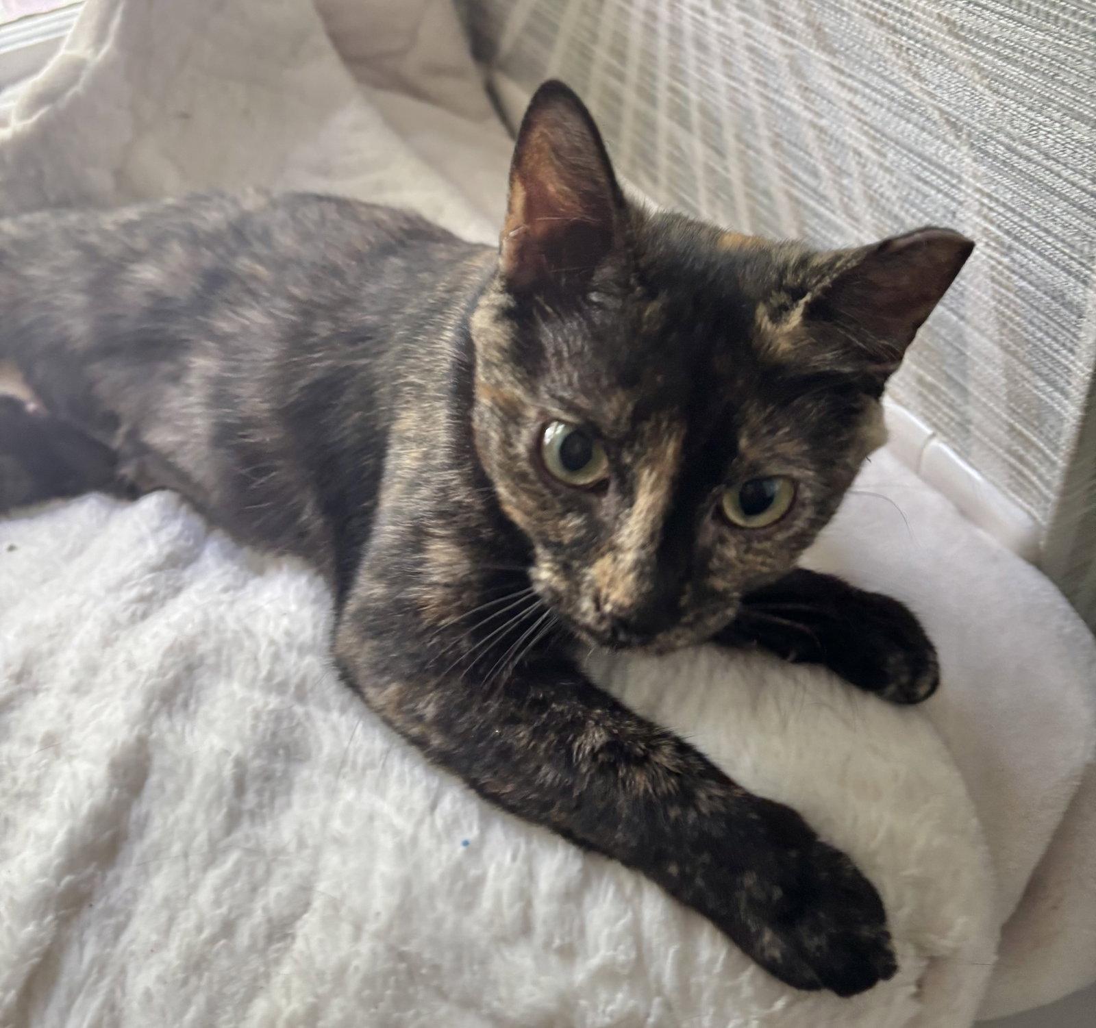 Enlarge Mugsy, a Adoptable Domestic Short Hair in Shawnee, KS image 3/3