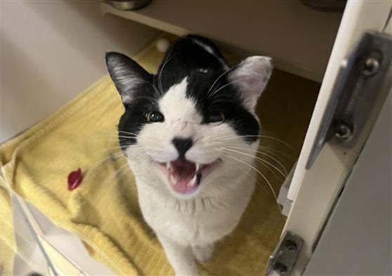 SUSHI, Adoptable, Adult Male Domestic Short Hair.