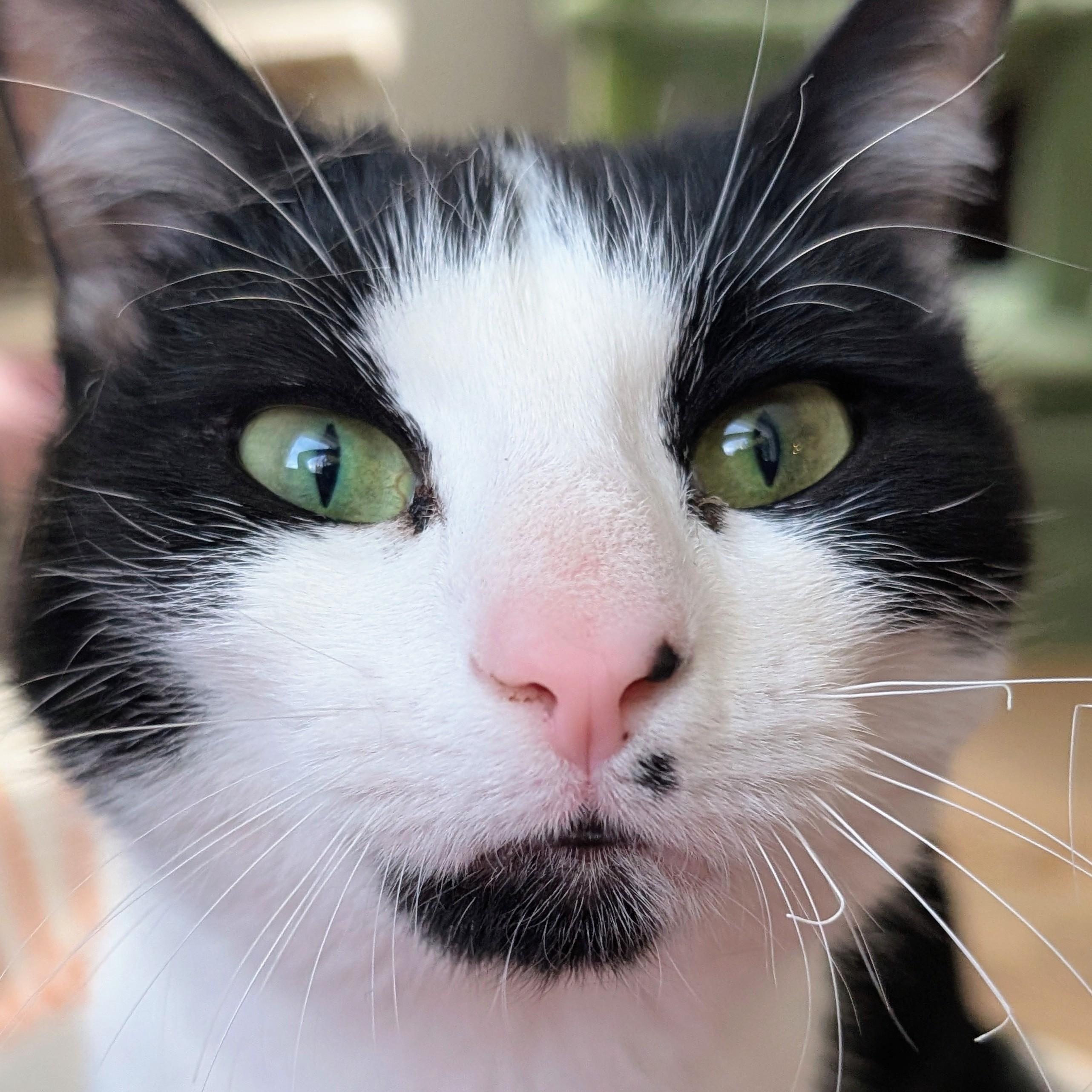 Enlarge Bonnie, an adoptable Domestic Short Hair in Johnsburg, IL image 3/5