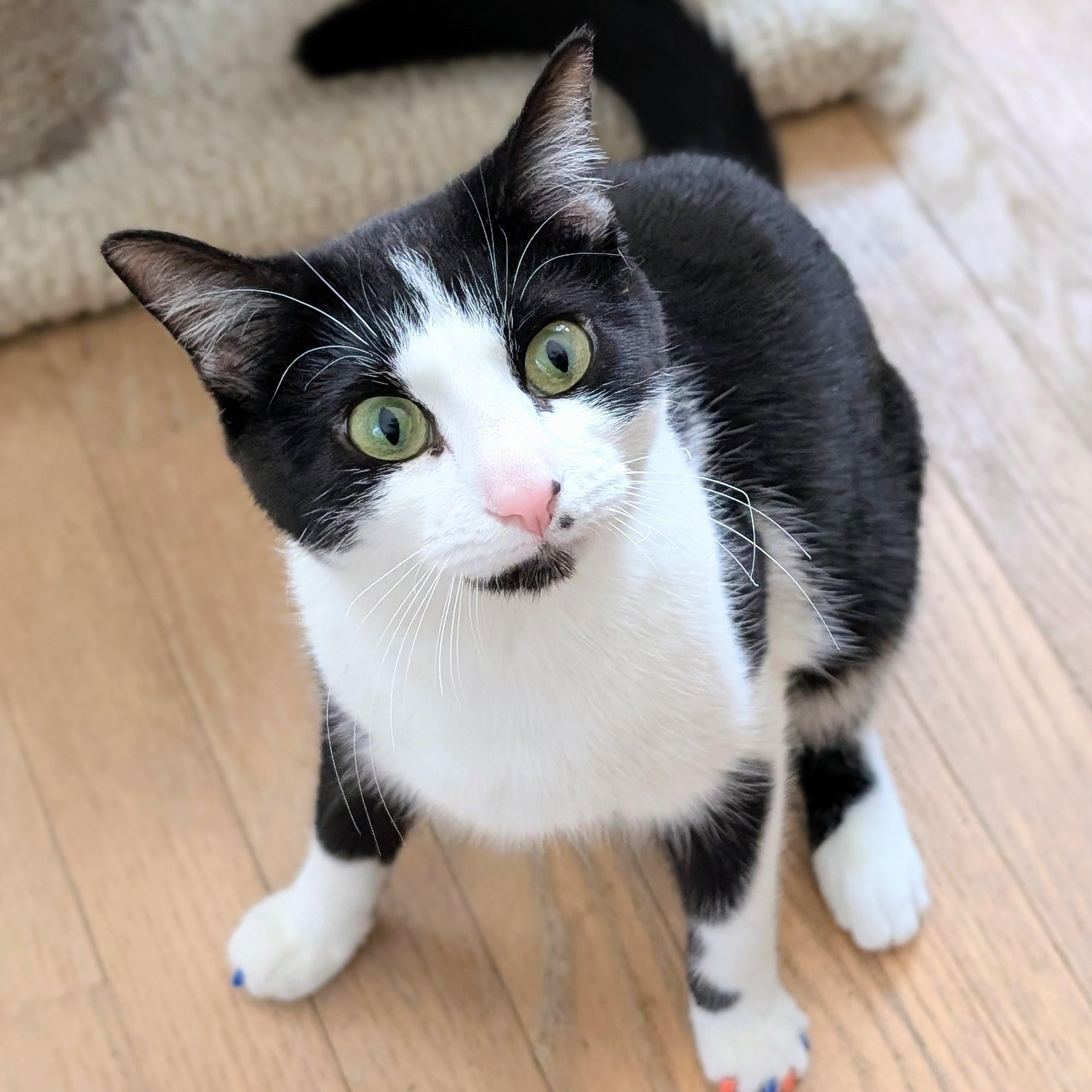 Enlarge Bonnie, an adoptable Domestic Short Hair in Johnsburg, IL image 4/5