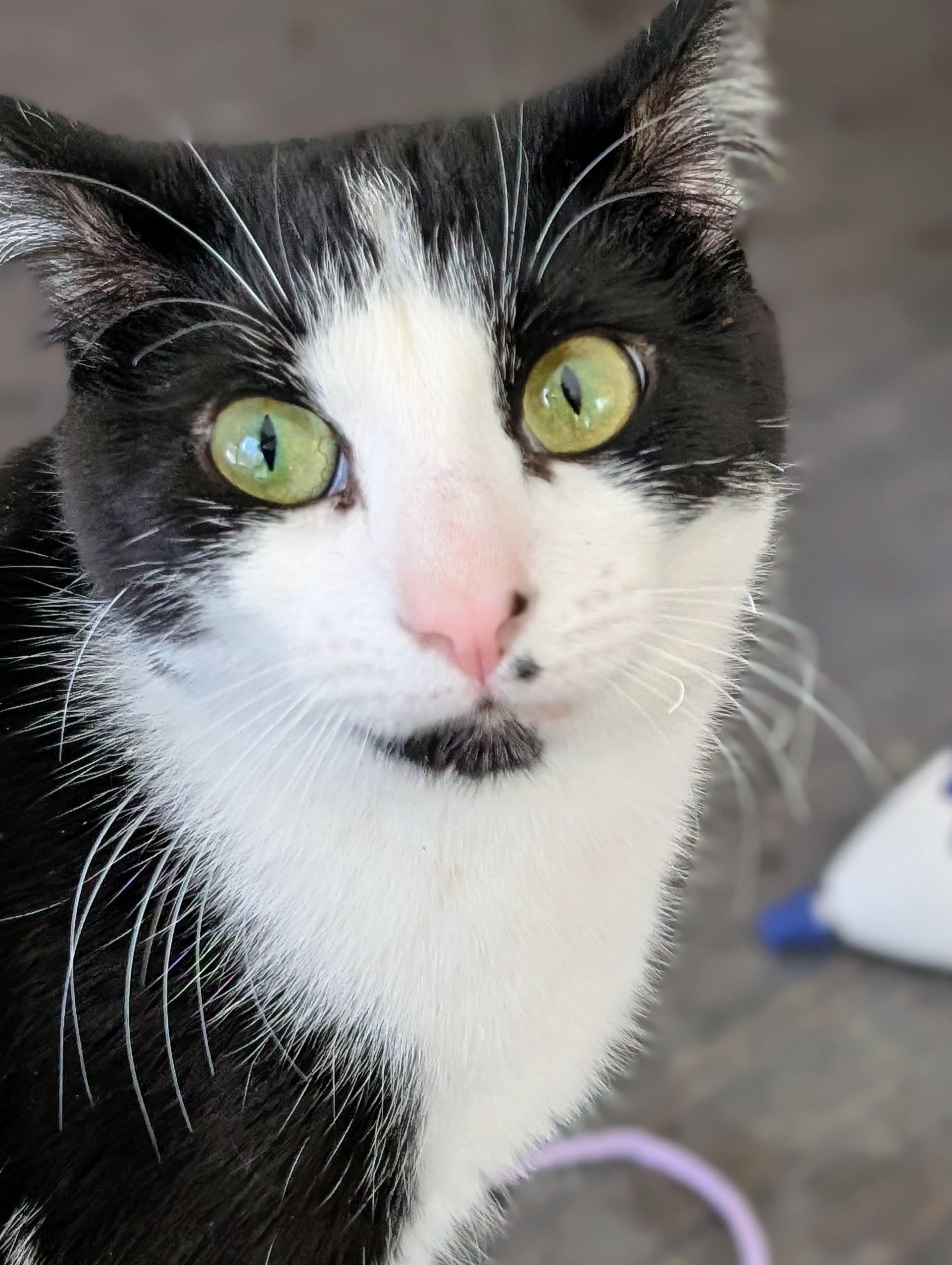 Bonnie, adoptable, Adult Female Domestic Short Hair.