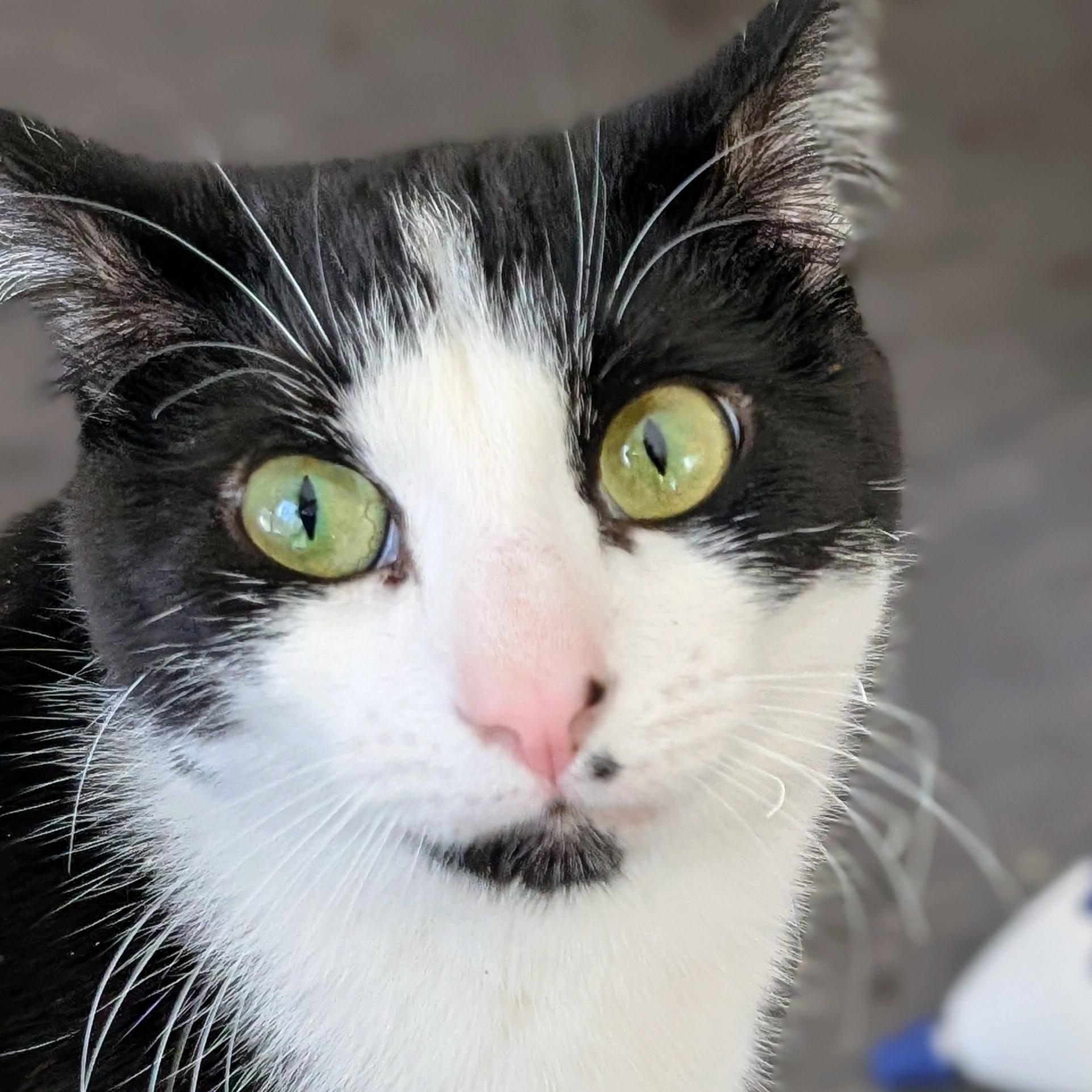 Enlarge Bonnie, an adoptable Domestic Short Hair in Johnsburg, IL image 1/5