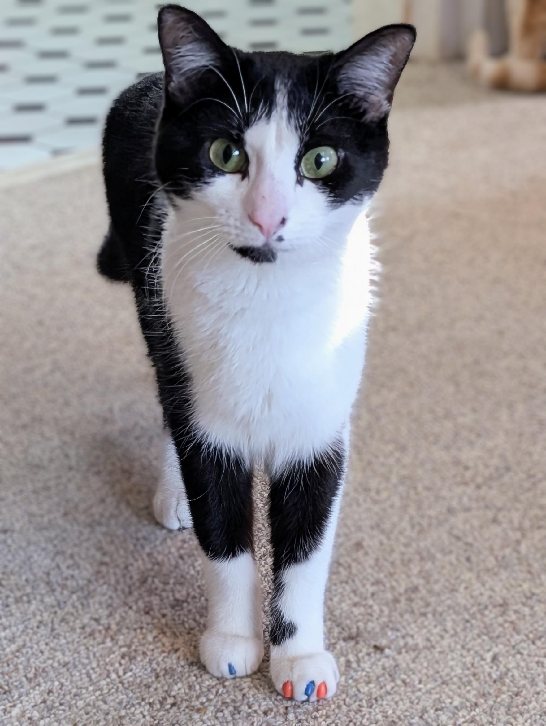 Enlarge Bonnie, an adoptable Domestic Short Hair in Johnsburg, IL image 2/5