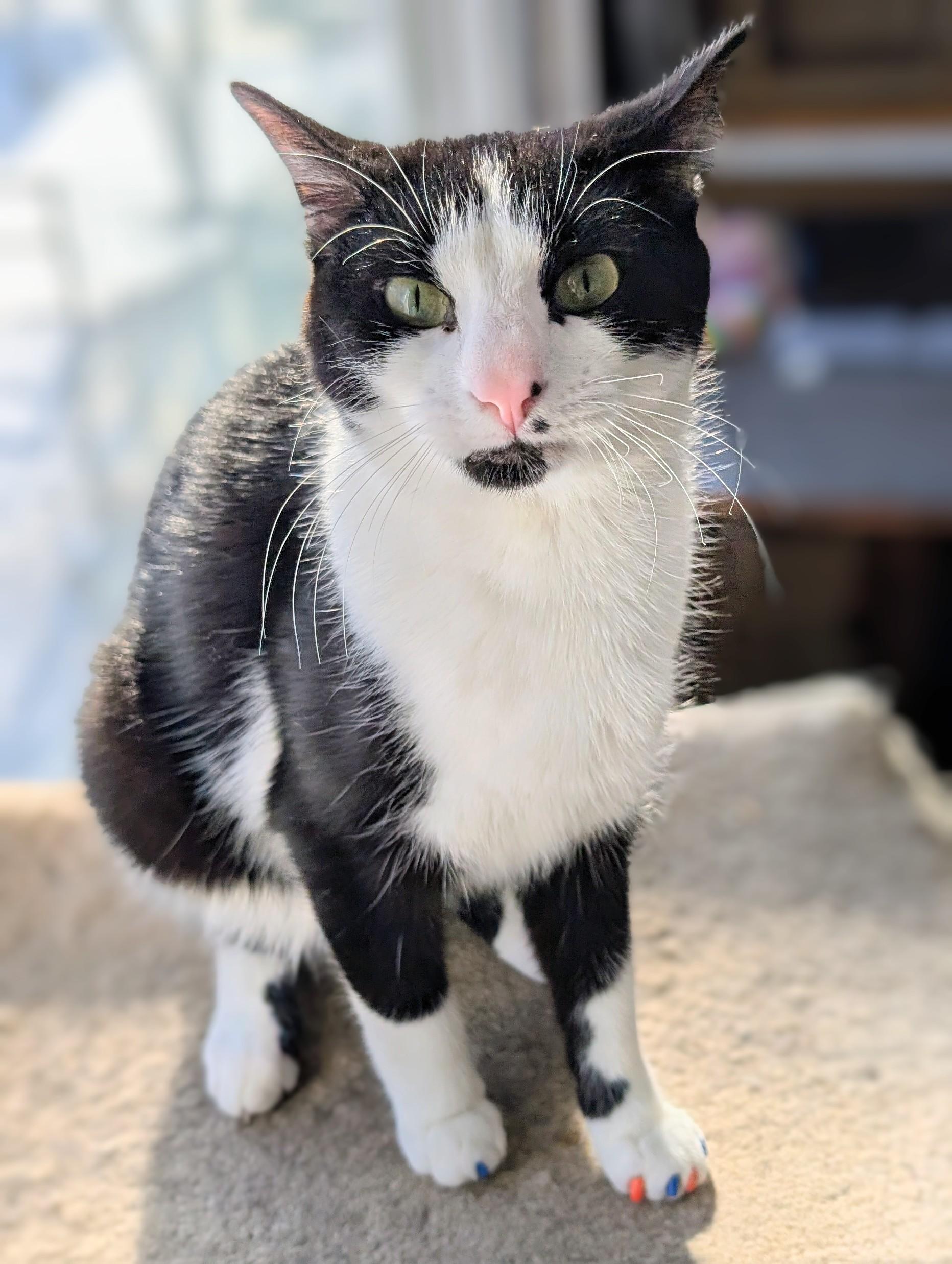 Enlarge Bonnie, an adoptable Domestic Short Hair in Johnsburg, IL image 5/5