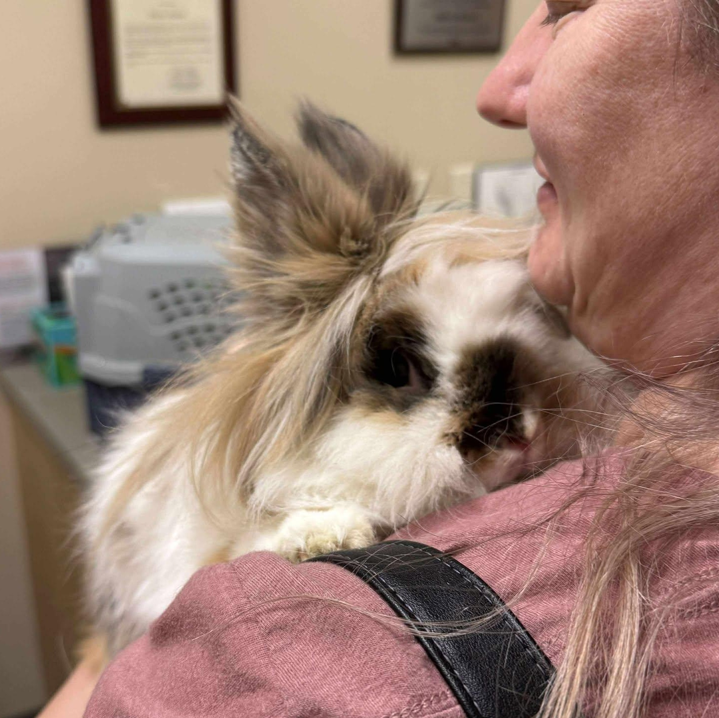 Enlarge Lunala, a Adopted Lionhead in Wichita, KS image 3/4
