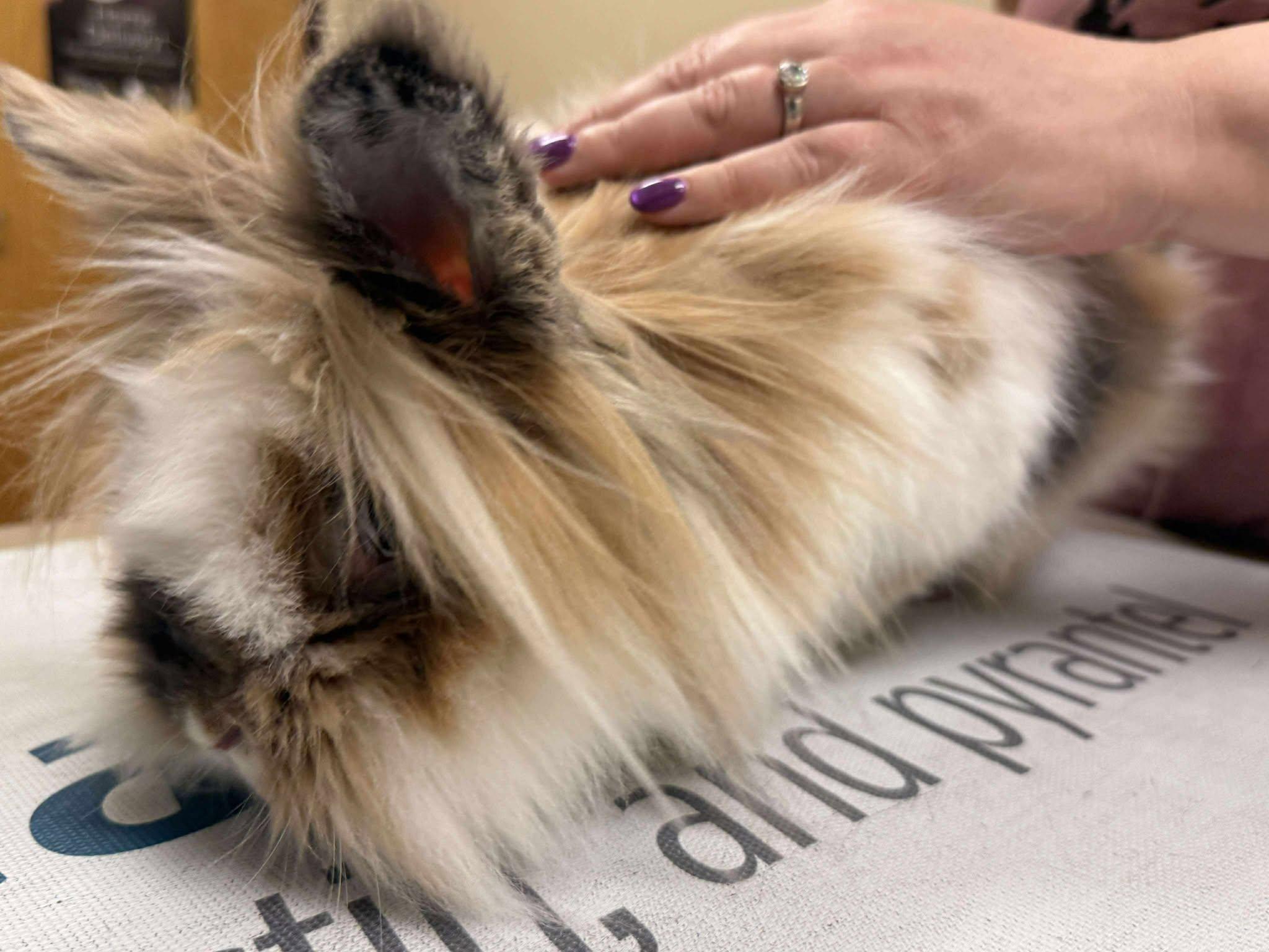 Enlarge Lunala, a Adopted Lionhead in Wichita, KS image 4/4