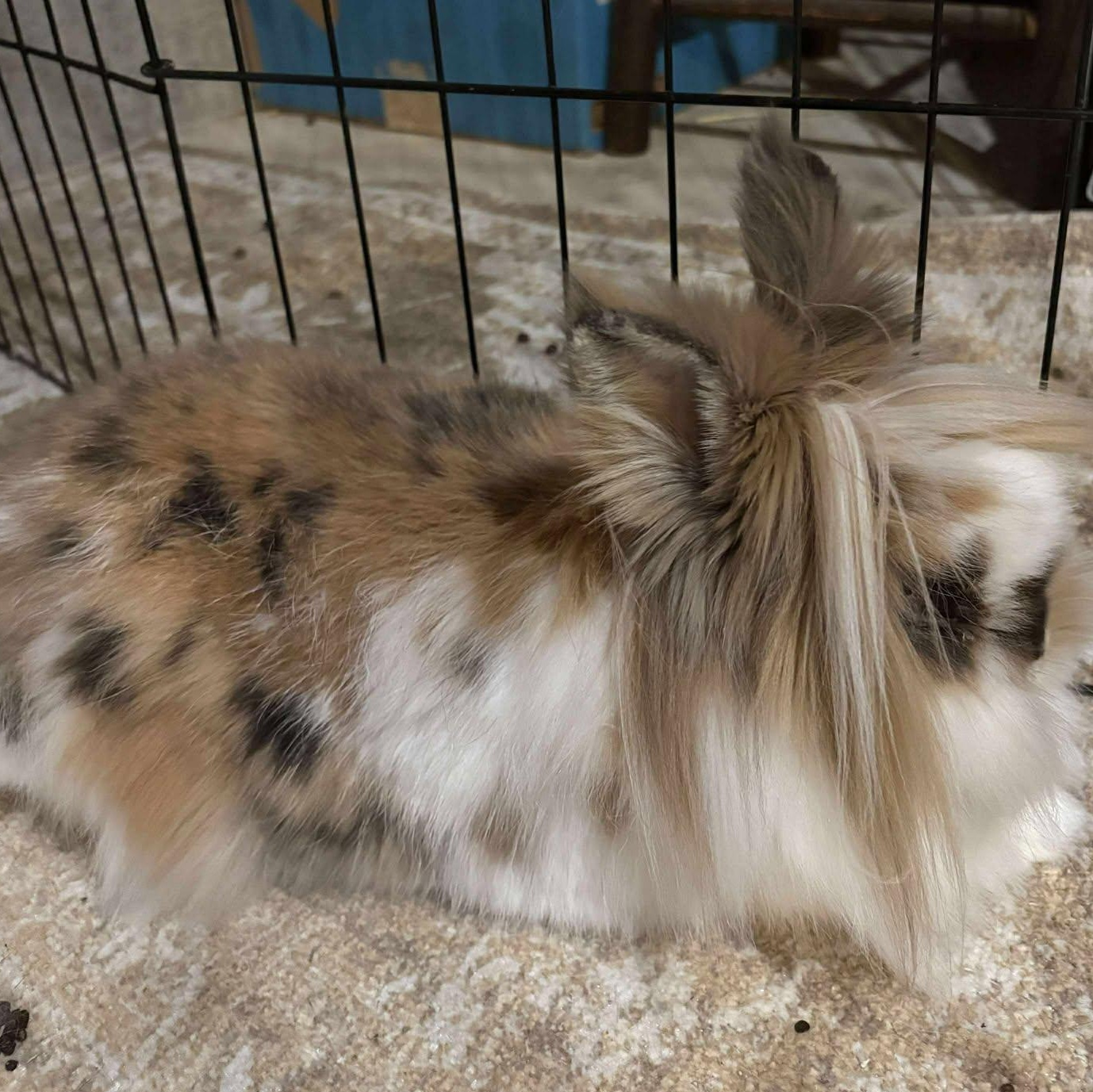 Enlarge Lunala, a Adopted Lionhead in Wichita, KS image 2/4