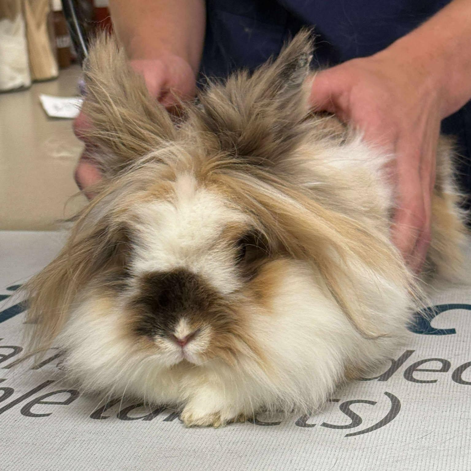 Lunala, Adopted, Adult Female Lionhead.