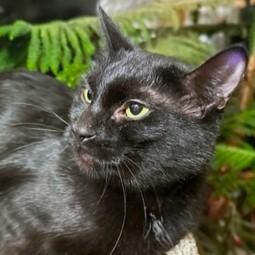 BABETTE - BEAUTIFUL BOMBAY, a Adoptable Bombay in Danbury, CT image 4/6