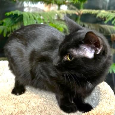 BABETTE - BEAUTIFUL BOMBAY, a Adoptable Bombay in Danbury, CT image 5/6