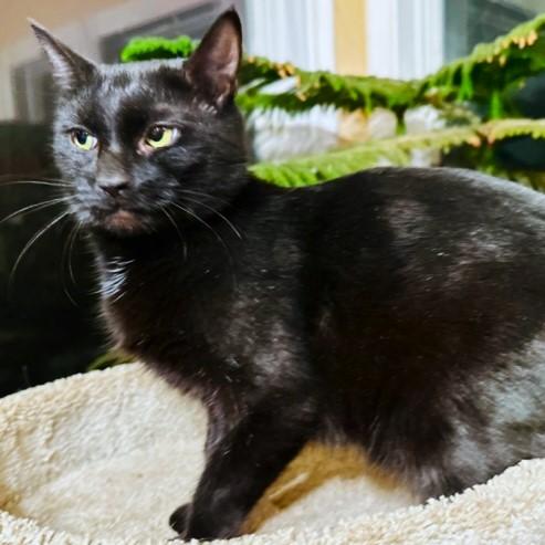 BABETTE - BEAUTIFUL BOMBAY, a Adoptable Bombay in Danbury, CT image 3/6