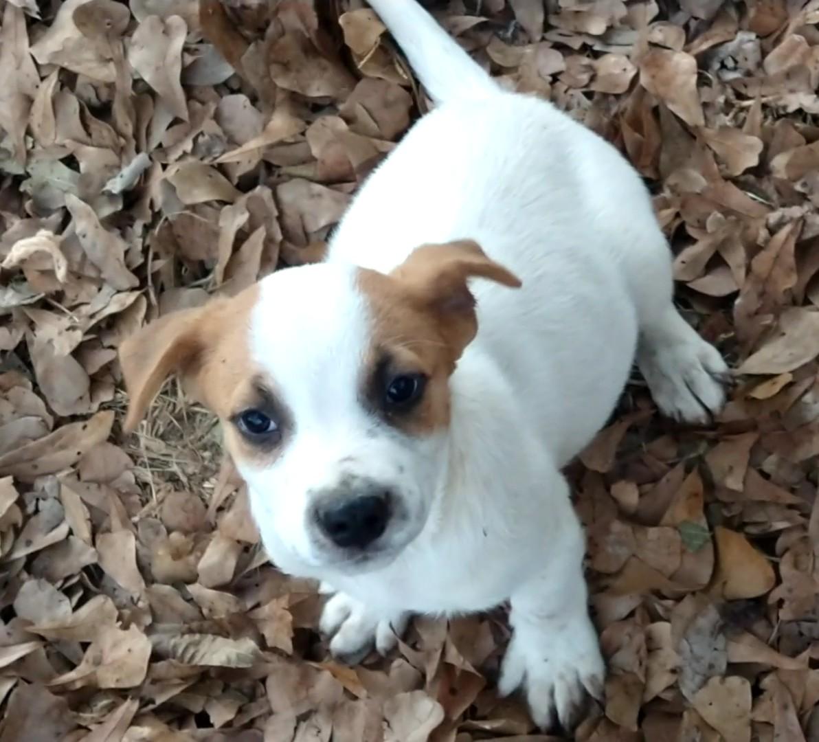 Sonny, Adopted, Young Male Beagle.