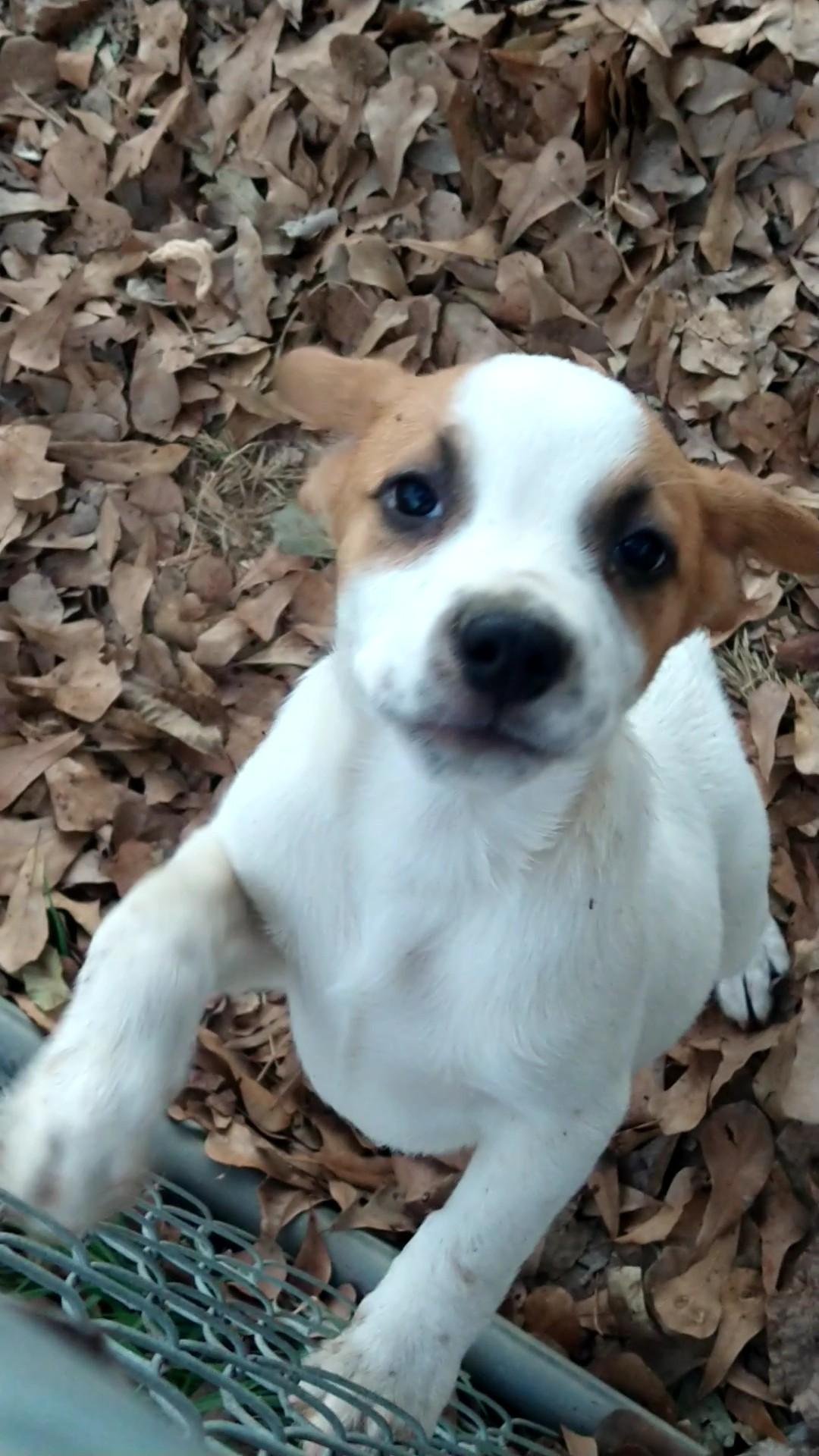 Sonny, a Adopted Beagle in Bradenton, FL image 3/5