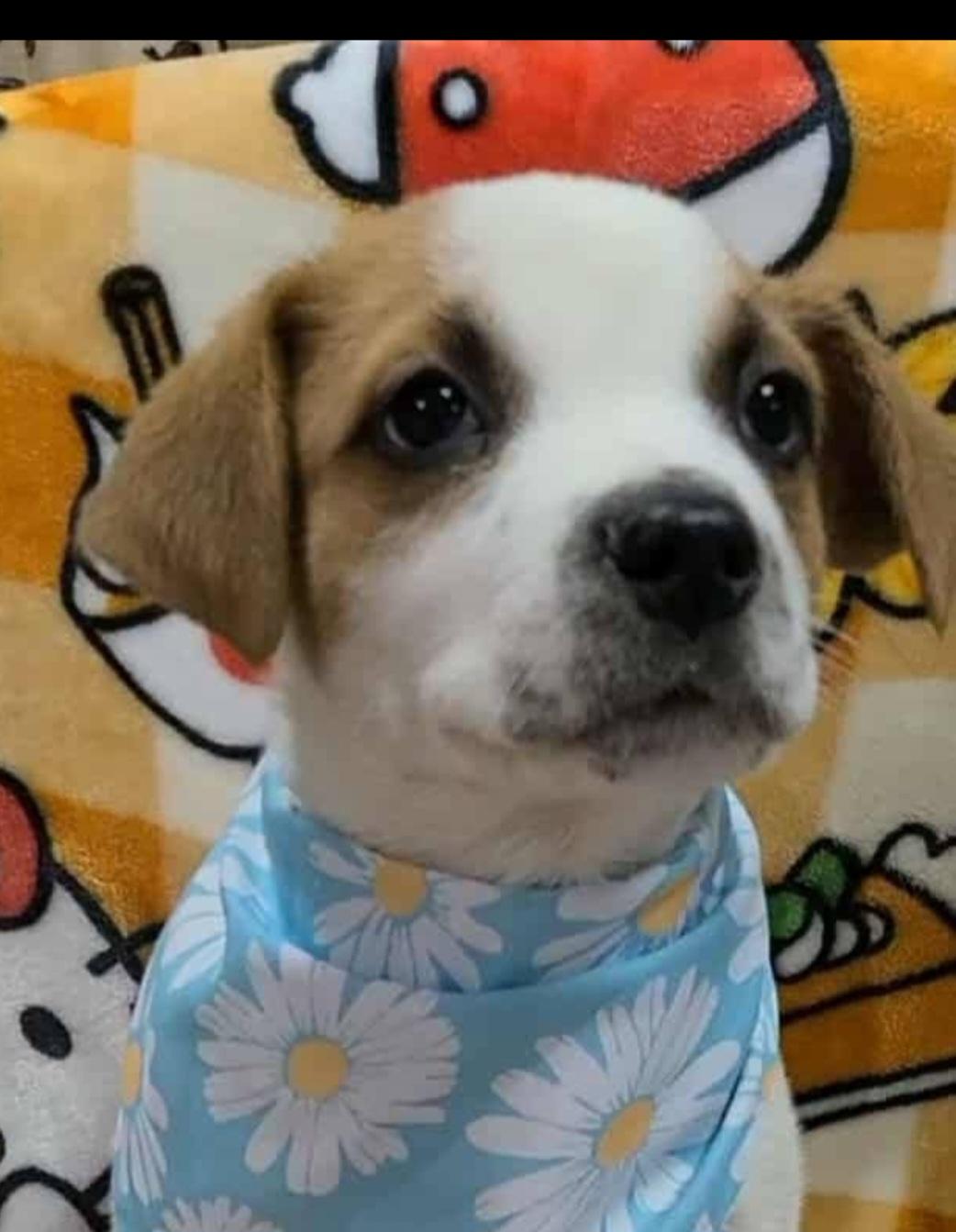 Sonny, a Adopted Beagle in Bradenton, FL image 5/5