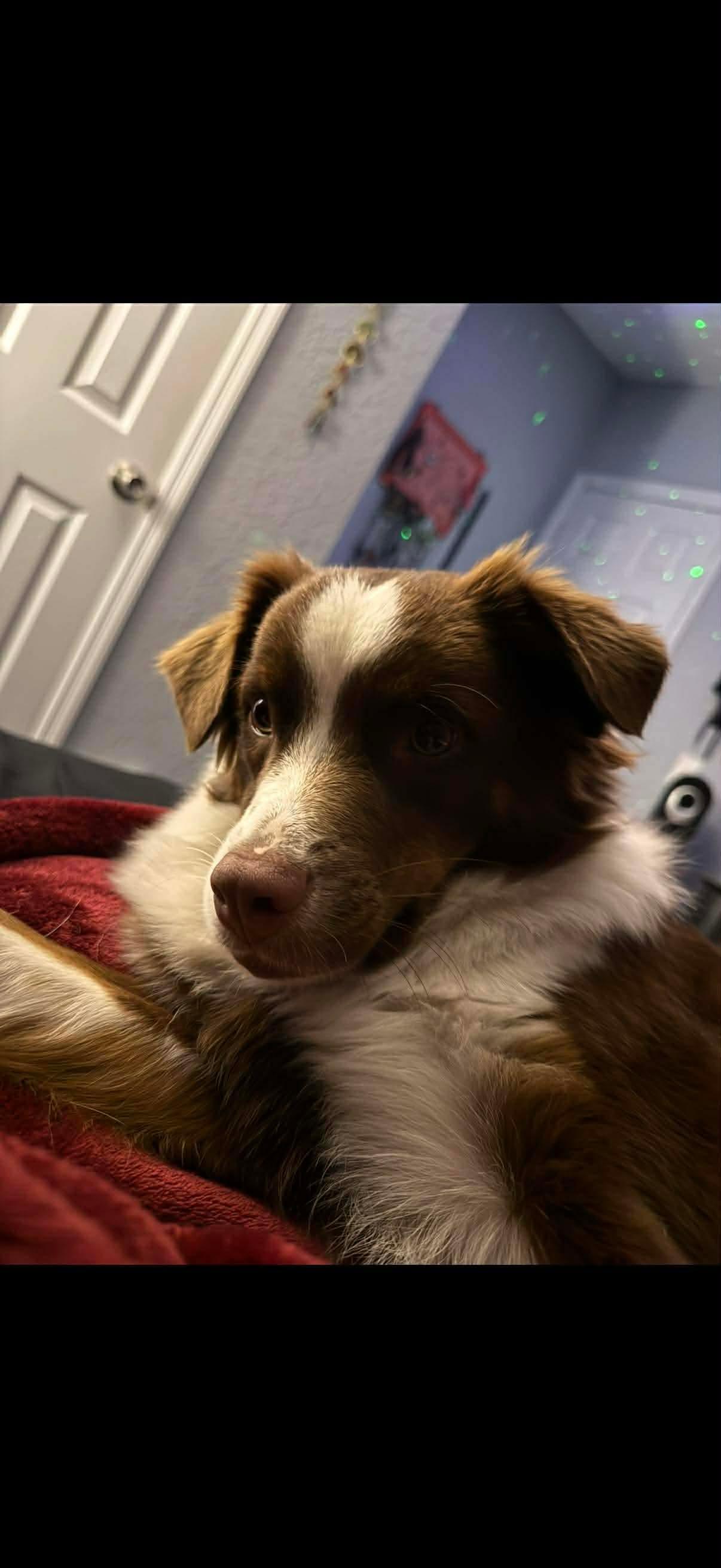 Alice, Adopted, Young Female Australian Shepherd.
