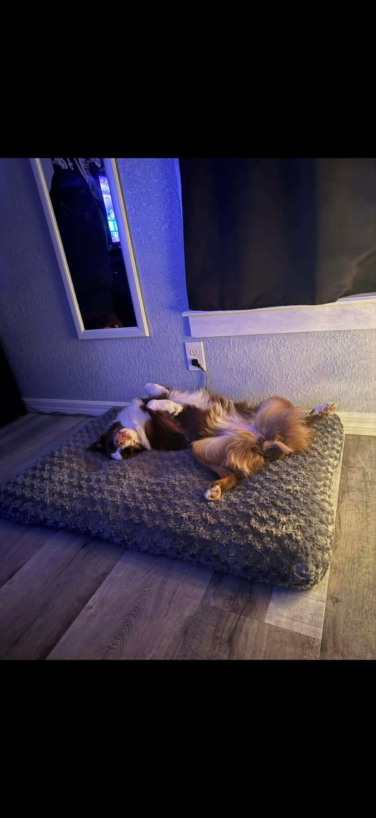 Alice, a Adopted Australian Shepherd in Parrish, FL image 2/6