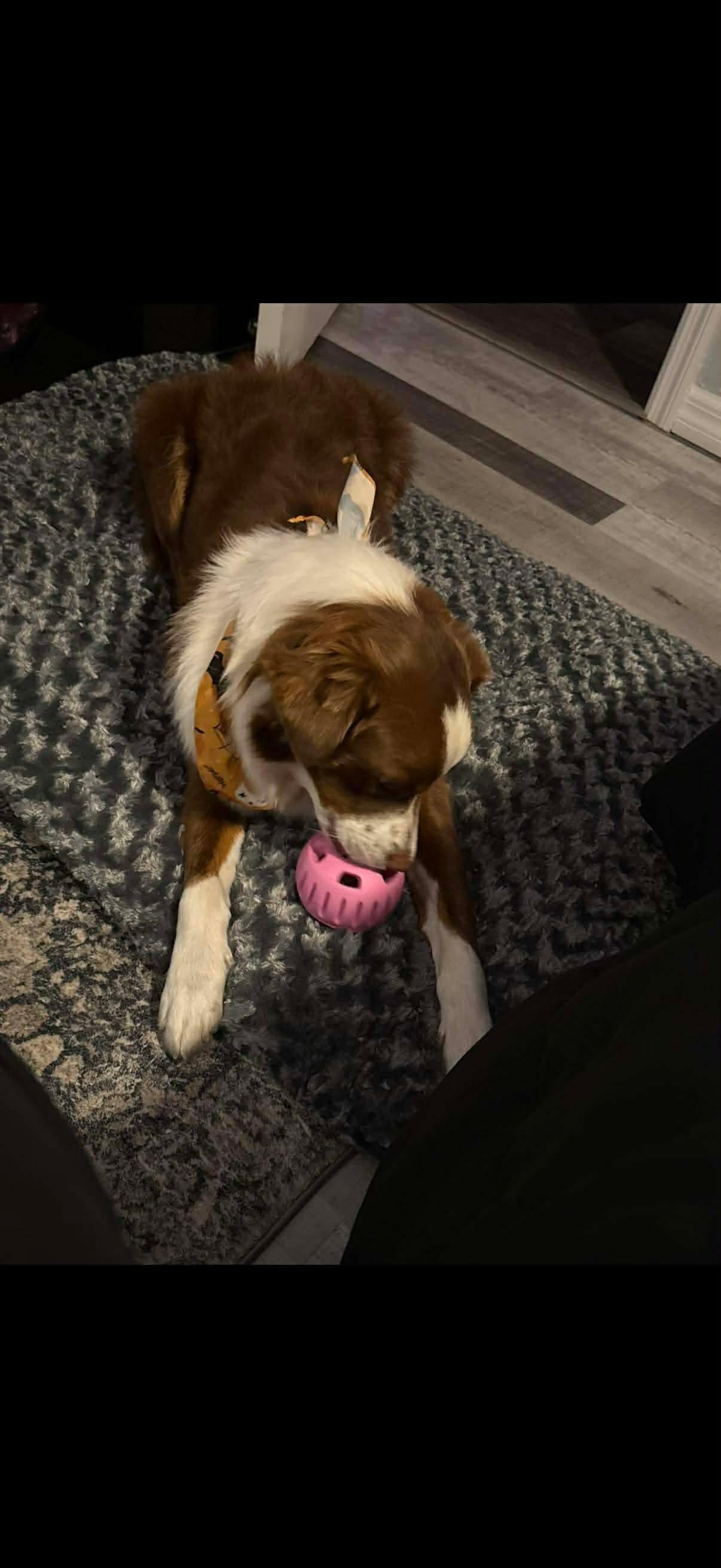 Alice, a Adopted Australian Shepherd in Parrish, FL image 4/6