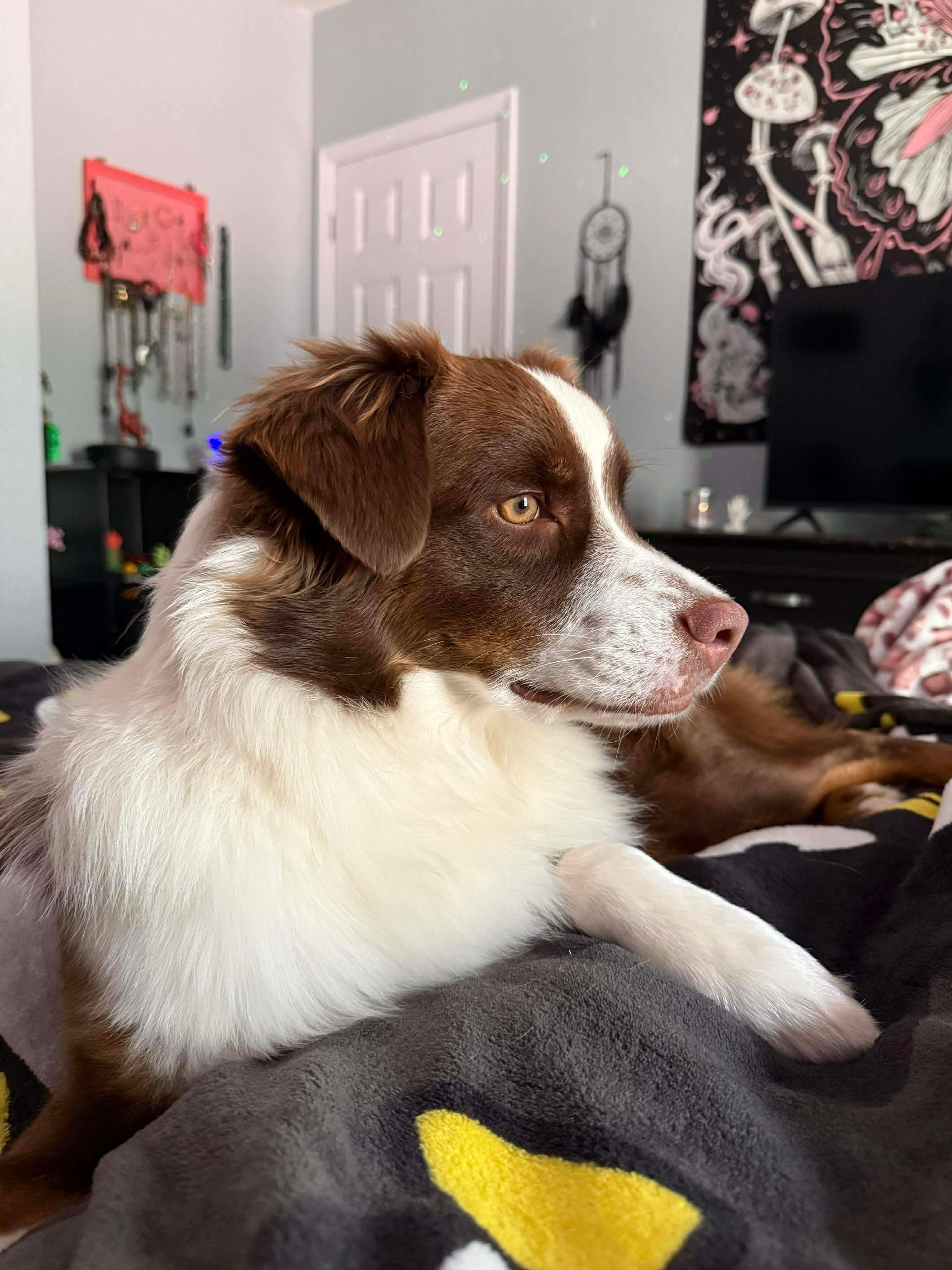 Alice, a Adopted Australian Shepherd in Parrish, FL image 5/6