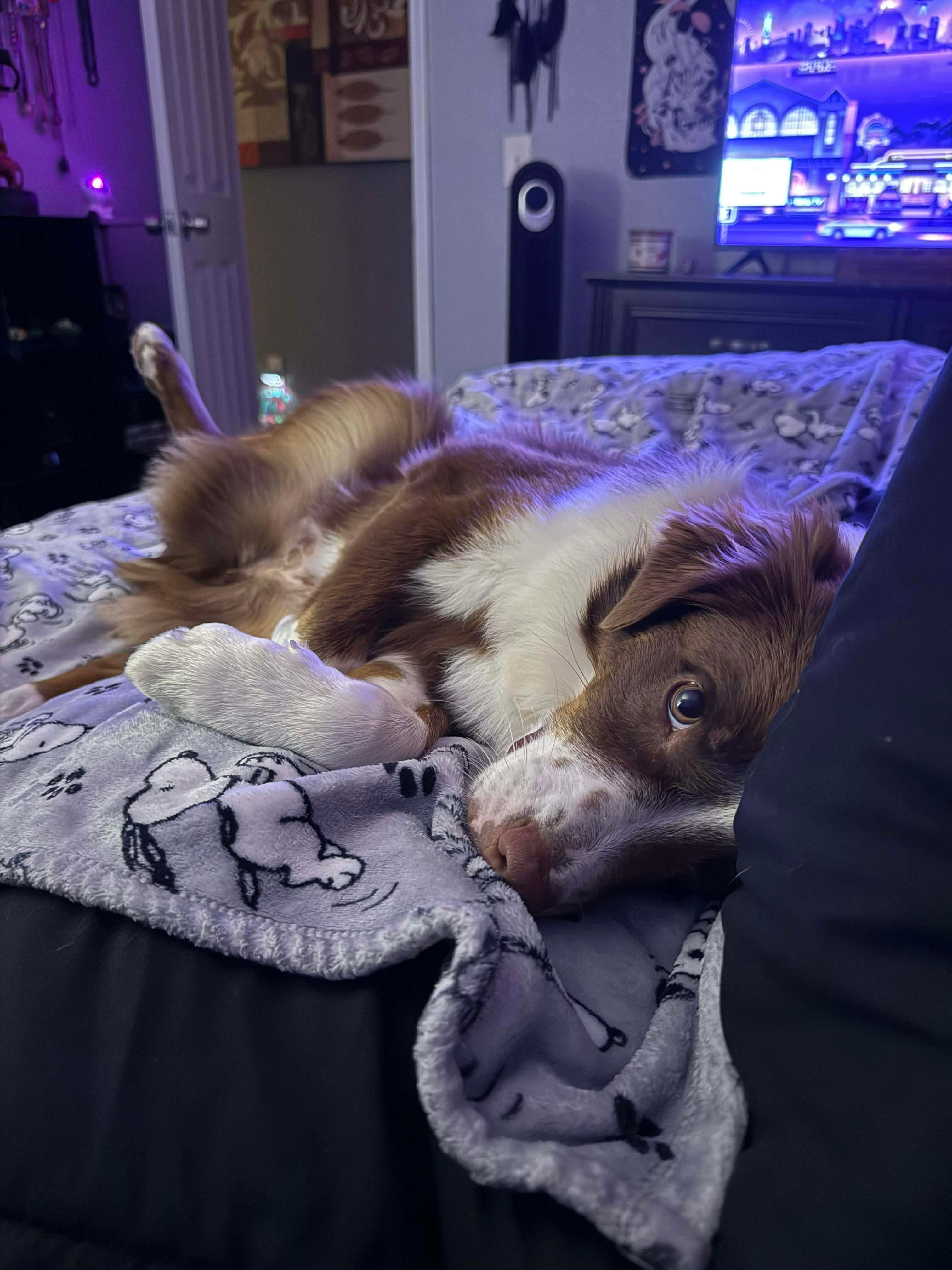 Alice, a Adopted Australian Shepherd in Parrish, FL image 6/6