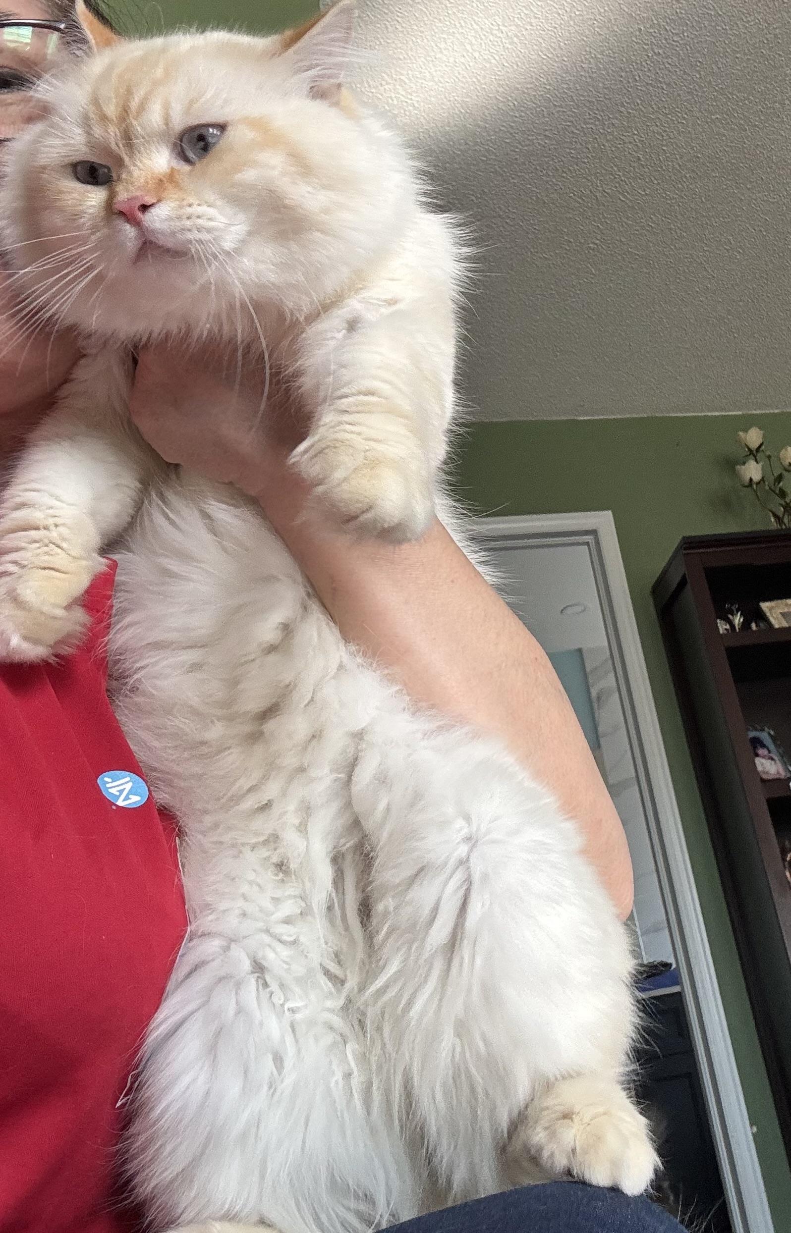 Enlarge Sokar - Margaret Elliott, an adopted mixed breed in Brampton, ON image 5/6