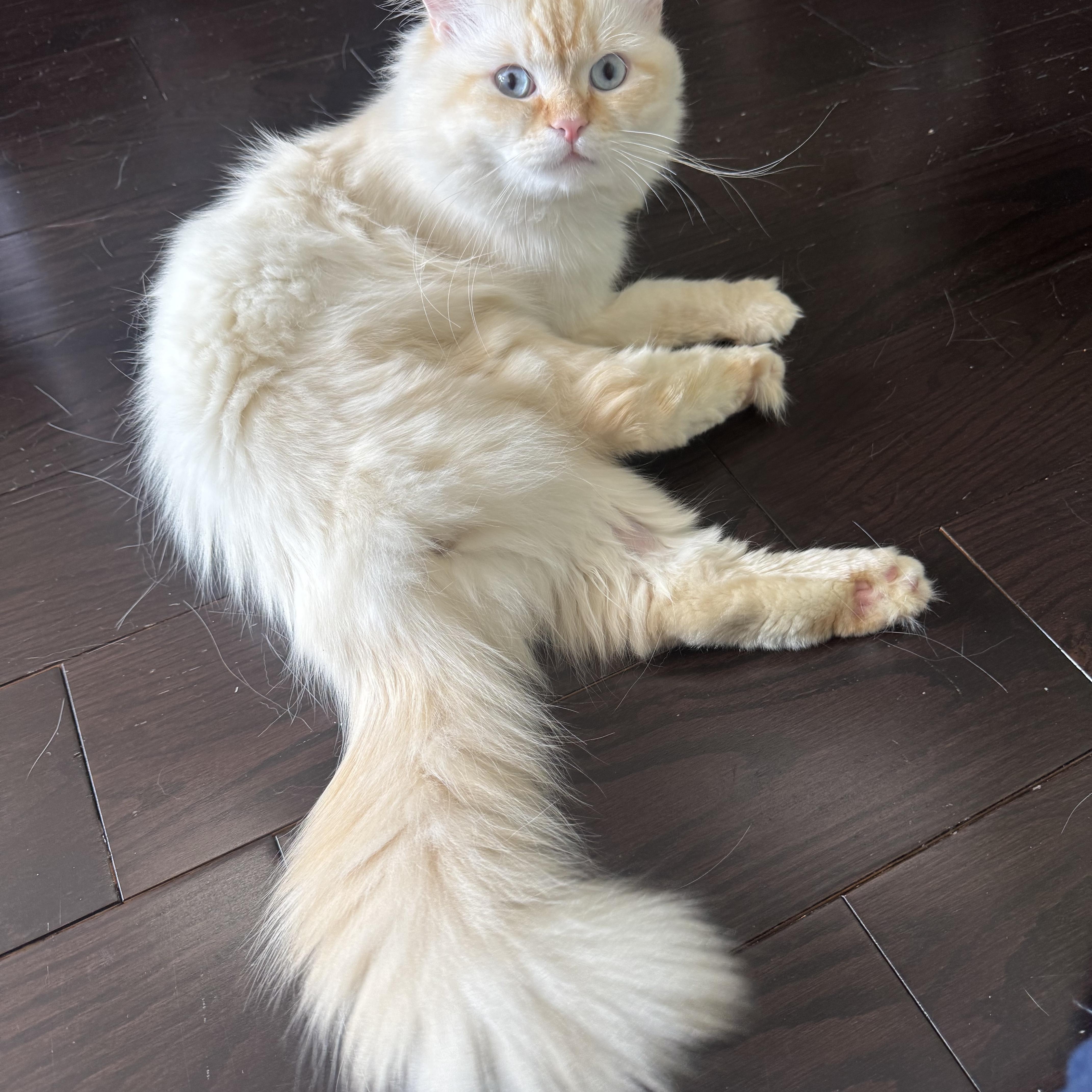 Sokar - Margaret Elliott, adopted, Young Male Ragdoll.