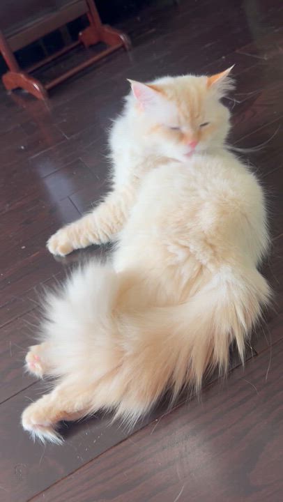 Enlarge Sokar - Margaret Elliott, an adopted mixed breed in Brampton, ON video 4/6