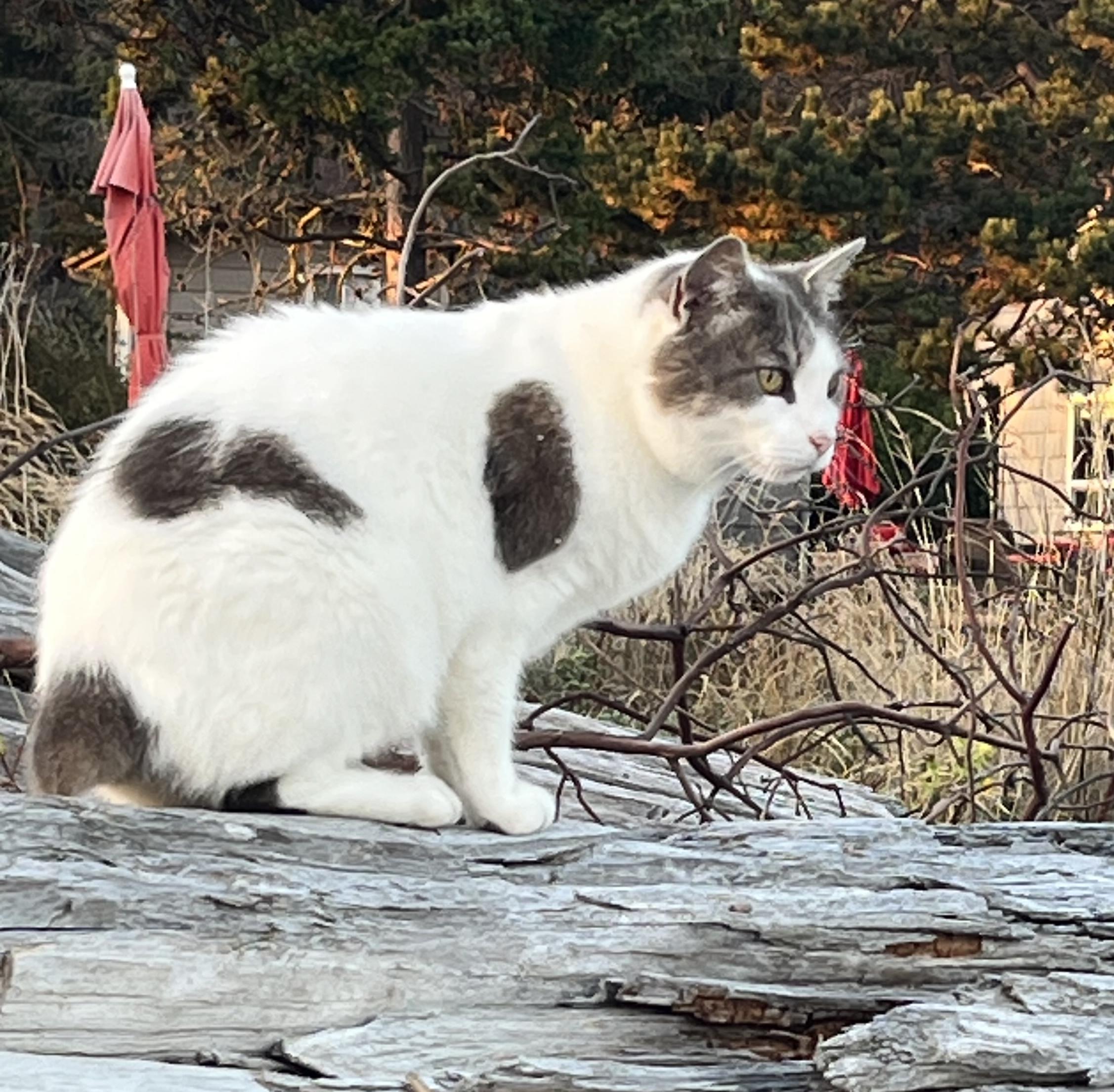 Enlarge Bobbi - female kitty, a Adoptable Domestic Short Hair in Bothell, WA image 1/2