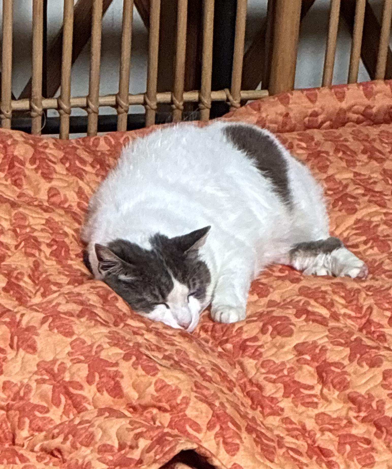 Enlarge Bobbi - female kitty, a Adoptable Domestic Short Hair in Bothell, WA image 2/2