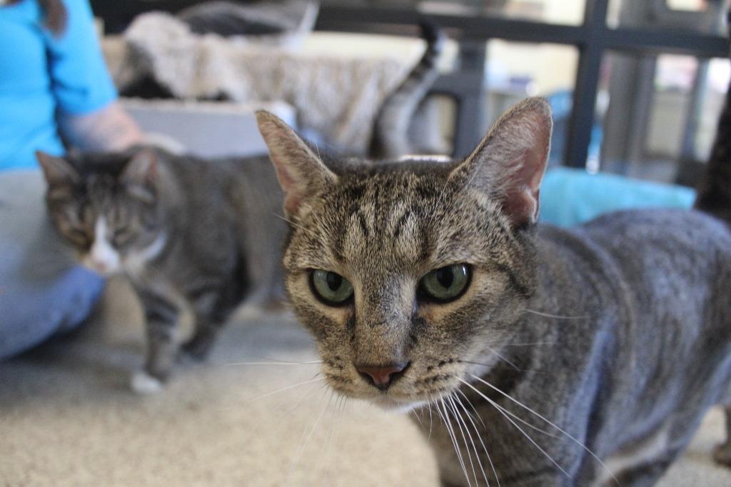 Enlarge Fog, a Adoptable Domestic Short Hair in Chestertown, MD image 2/3