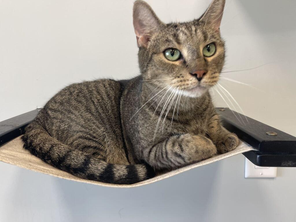 Fog, Adoptable, Adult Male Domestic Short Hair.