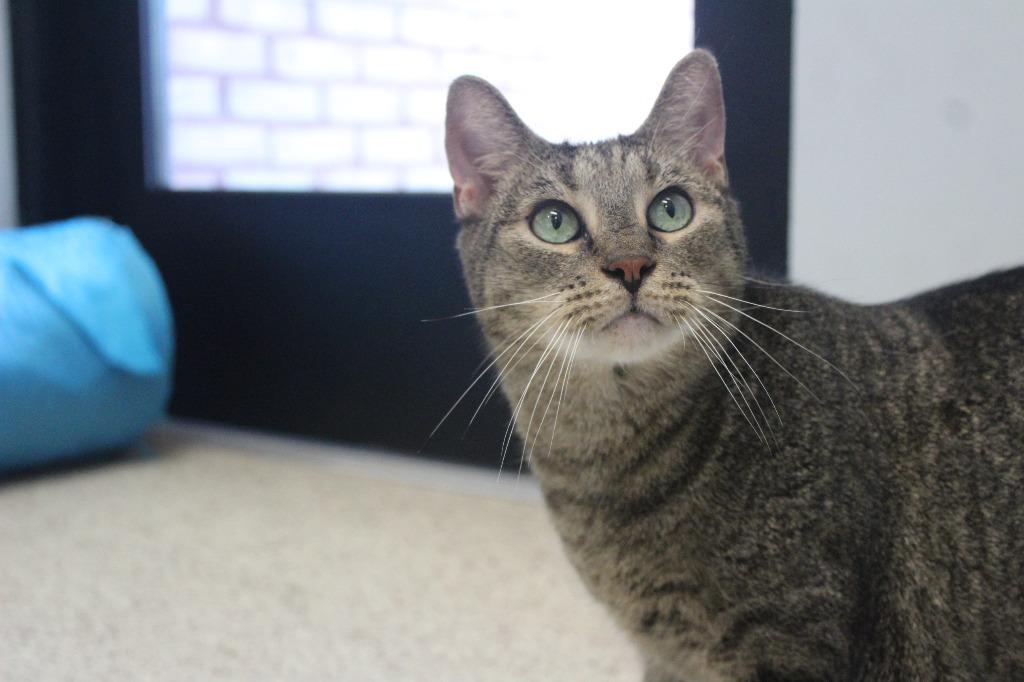 Enlarge Fog, a Adoptable Domestic Short Hair in Chestertown, MD image 3/3