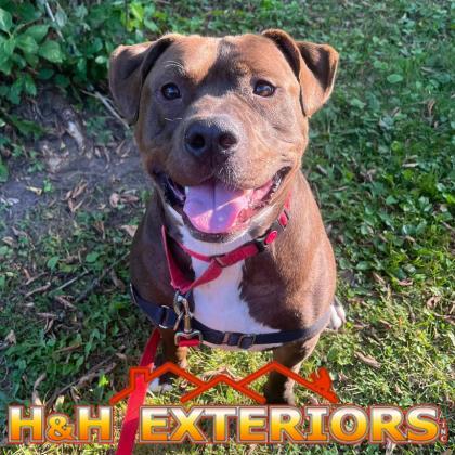 Enlarge Fatboy, a Adoptable mixed breed in Janesville, WI image 1/3