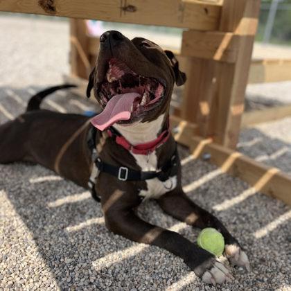 Enlarge Fatboy, a Adoptable mixed breed in Janesville, WI image 2/3