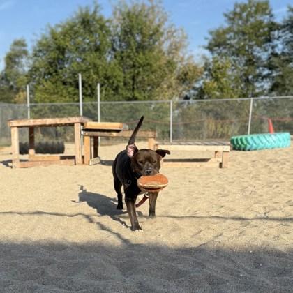 Enlarge Fatboy, a Adoptable mixed breed in Janesville, WI image 3/3