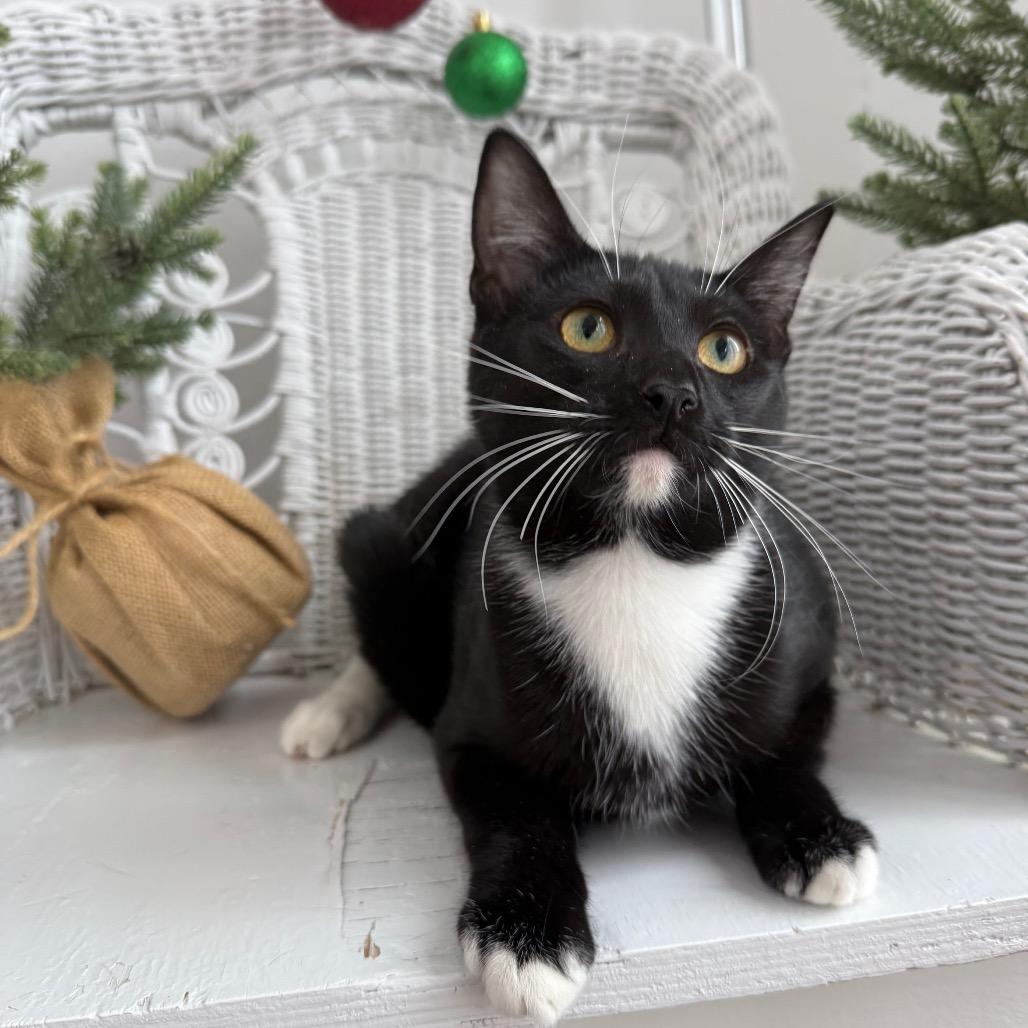 Enlarge Howlin Mad Murdoch 55267, a Adoptable Domestic Short Hair in Eaton Rapids, MI image 2/6