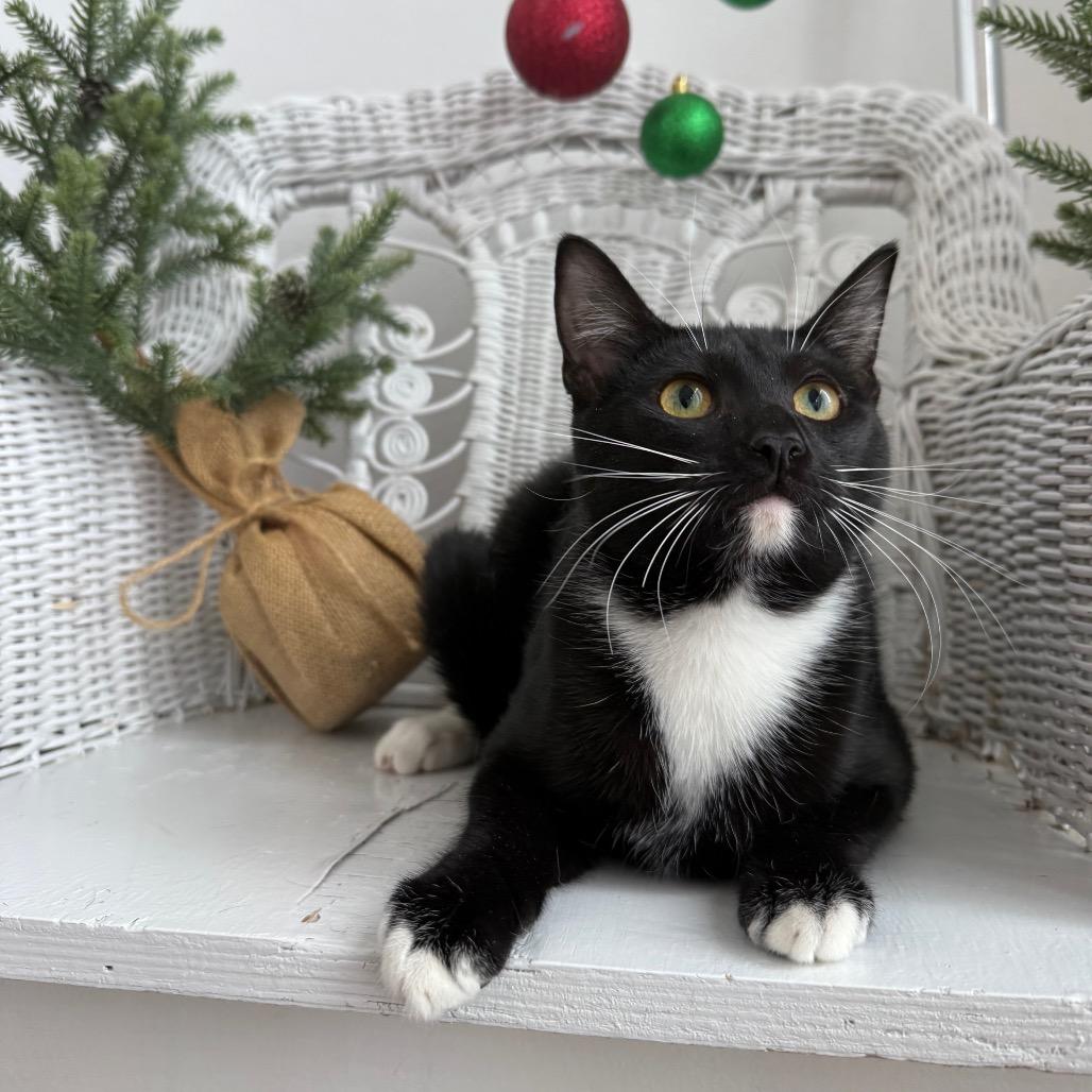 Enlarge Howlin Mad Murdoch 55267, a Adoptable Domestic Short Hair in Eaton Rapids, MI image 5/6