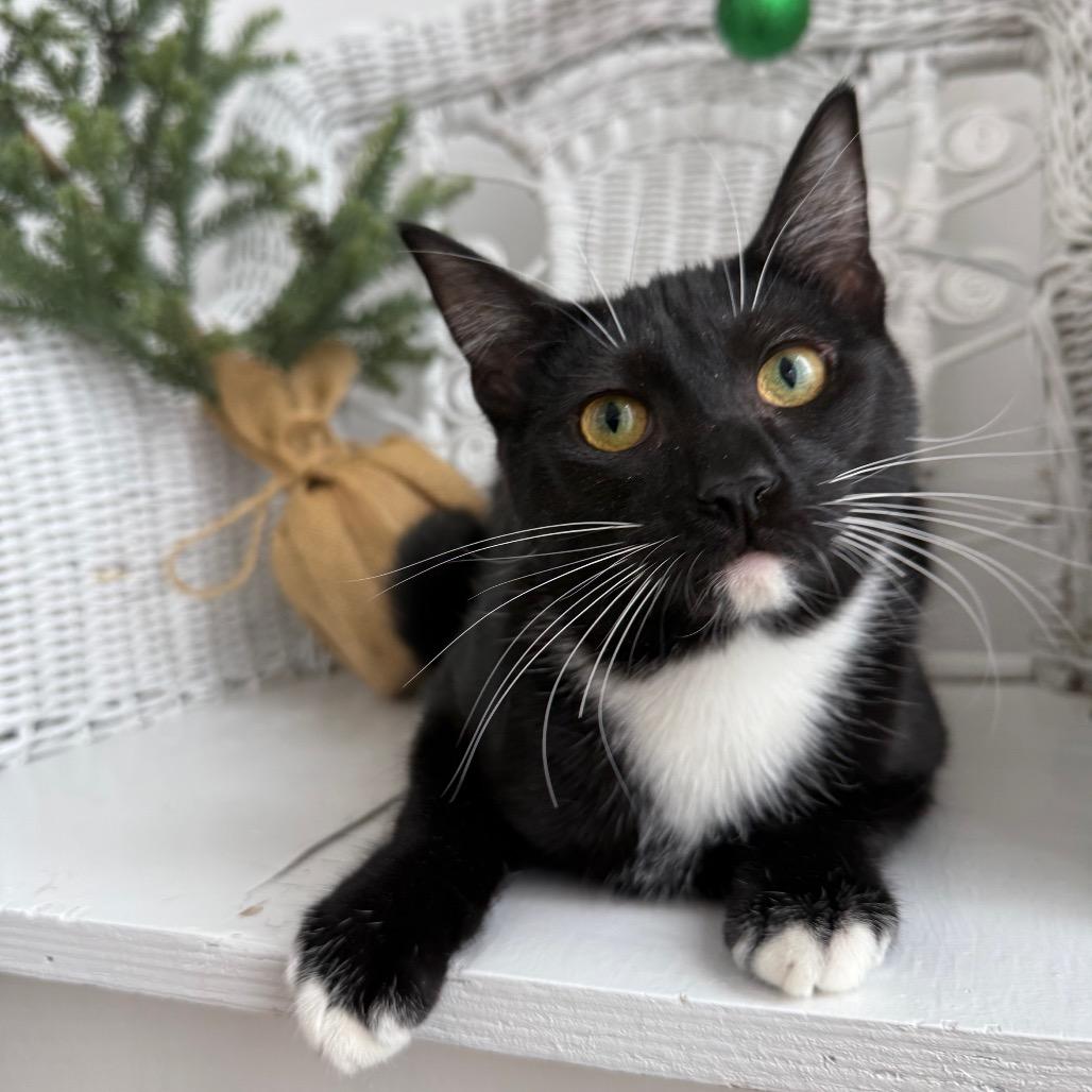 Enlarge Howlin Mad Murdoch 55267, a Adoptable Domestic Short Hair in Eaton Rapids, MI image 6/6