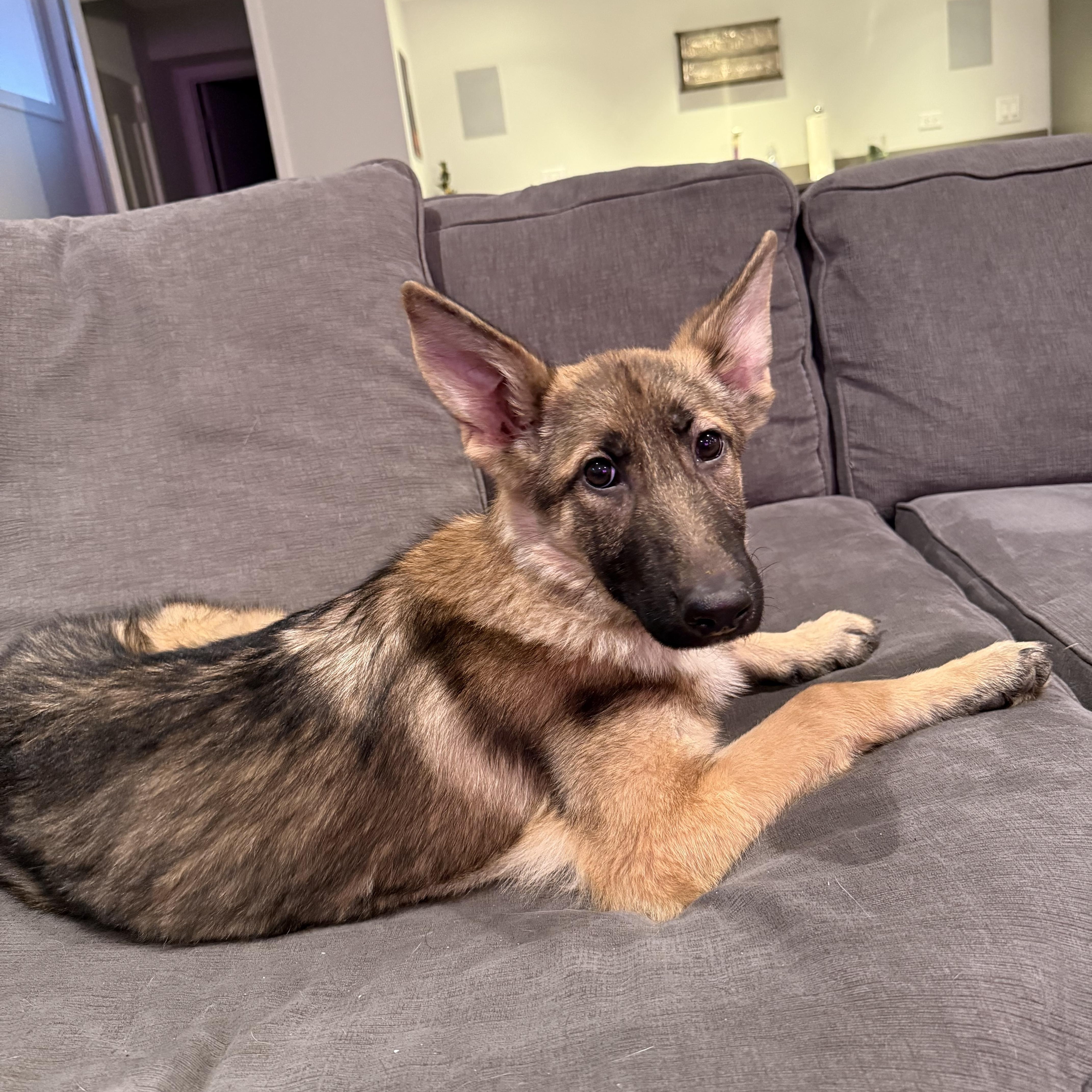 Enlarge Ella , an adopted German Shepherd Dog in Chicago, IL image 4/4