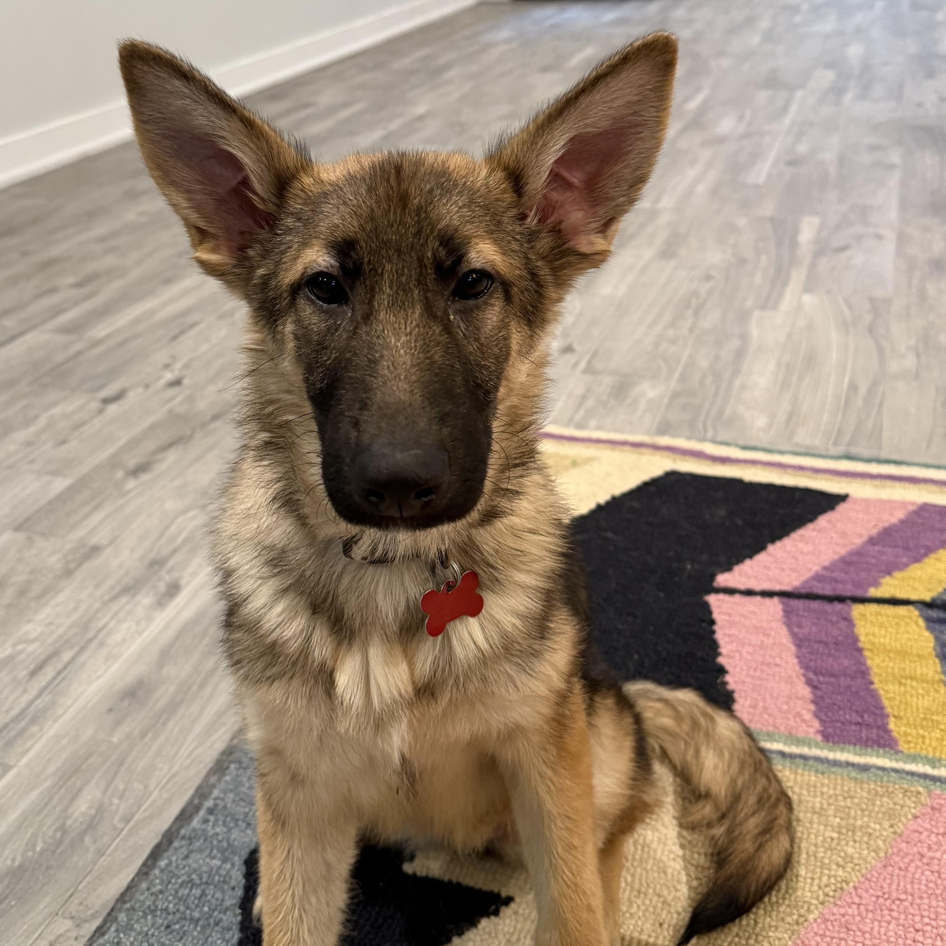 Enlarge Ella , an adopted German Shepherd Dog in Chicago, IL image 2/4