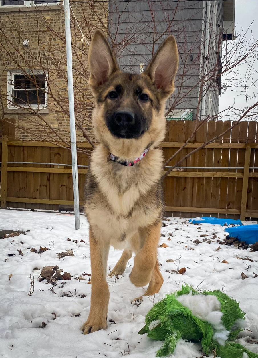 Enlarge Ella , an adopted German Shepherd Dog in Chicago, IL image 3/4