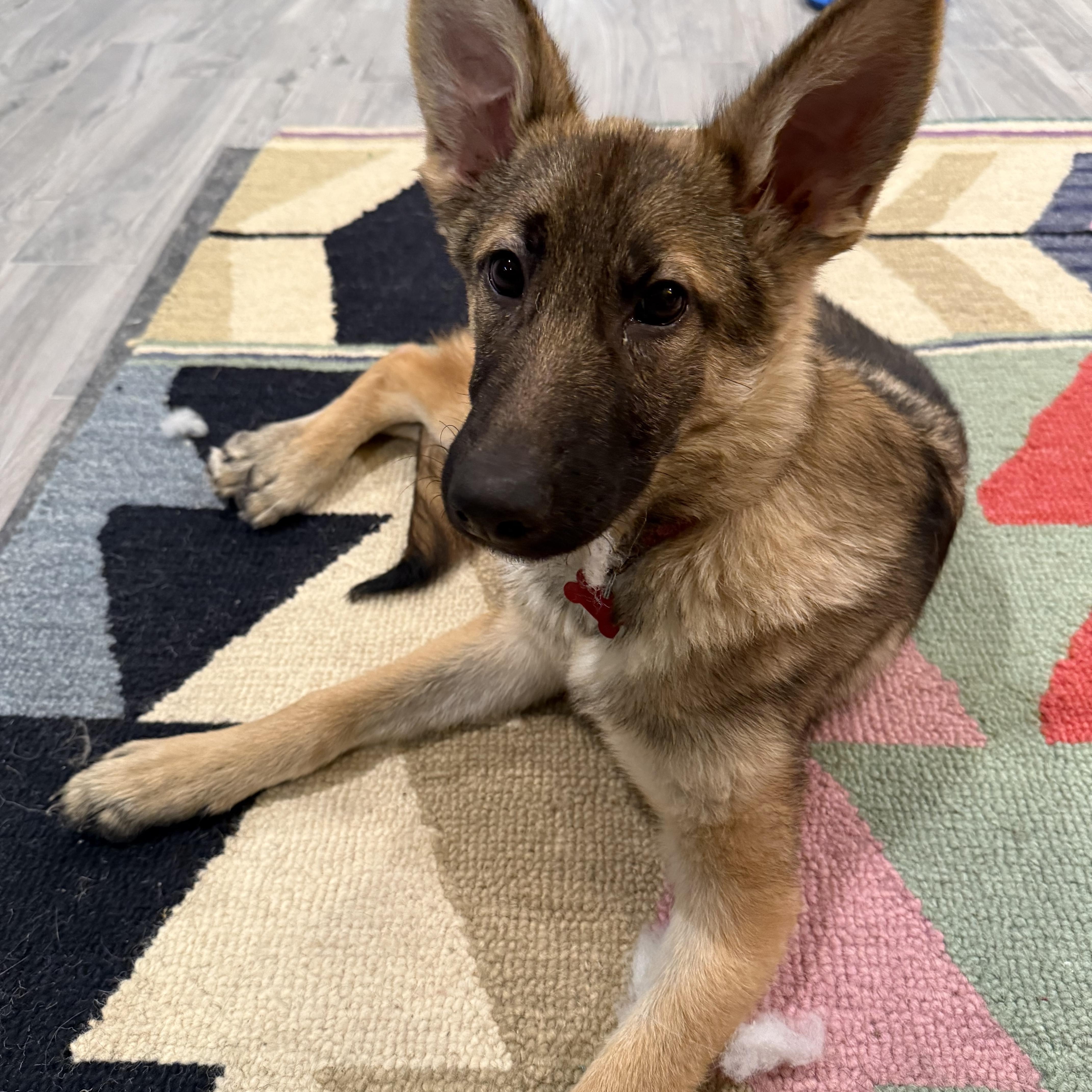 Ella , adopted, Puppy Female German Shepherd Dog.