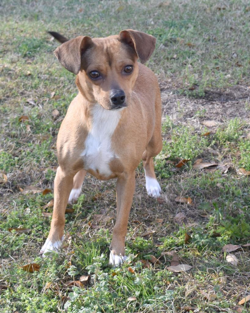 Enlarge McGonagall, a Adoptable mixed breed in Kingsland, GA image 1/2