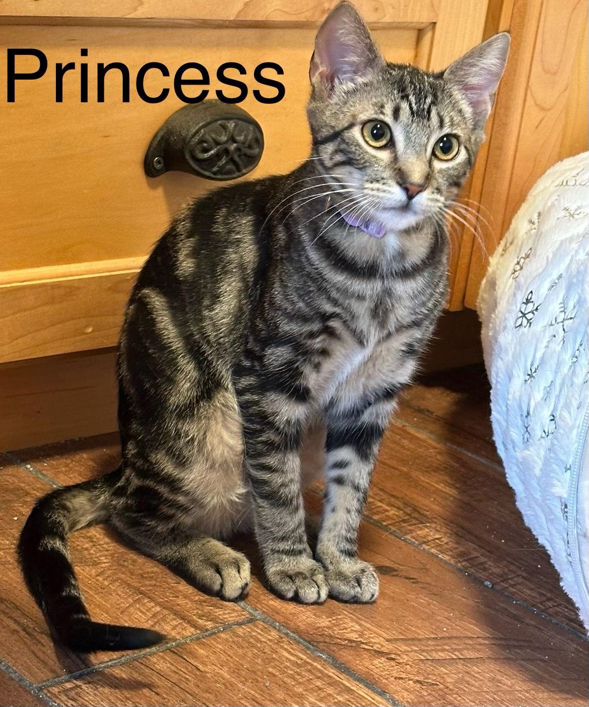 Princess, Adoptable, Young Female Tabby.