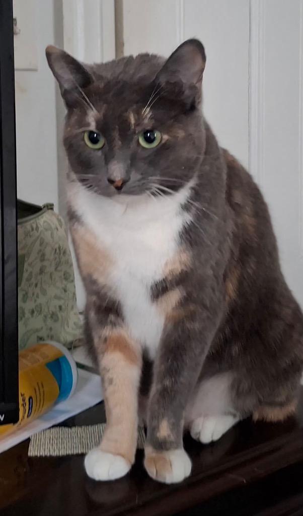 Sparkle, Adoptable, Young Female Domestic Short Hair.